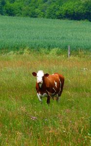 Preview wallpaper cows, grass, walk