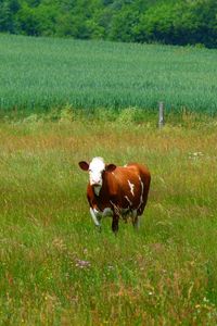 Preview wallpaper cows, grass, walk