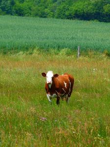 Preview wallpaper cows, grass, walk