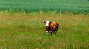 Preview wallpaper cows, grass, walk