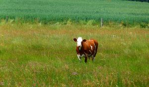 Preview wallpaper cows, grass, walk