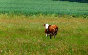 Preview wallpaper cows, grass, walk