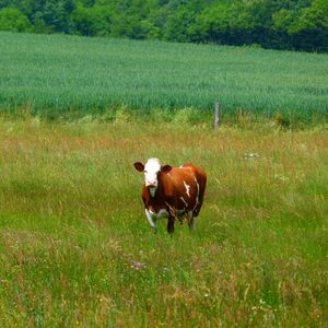 Preview wallpaper cows, grass, walk