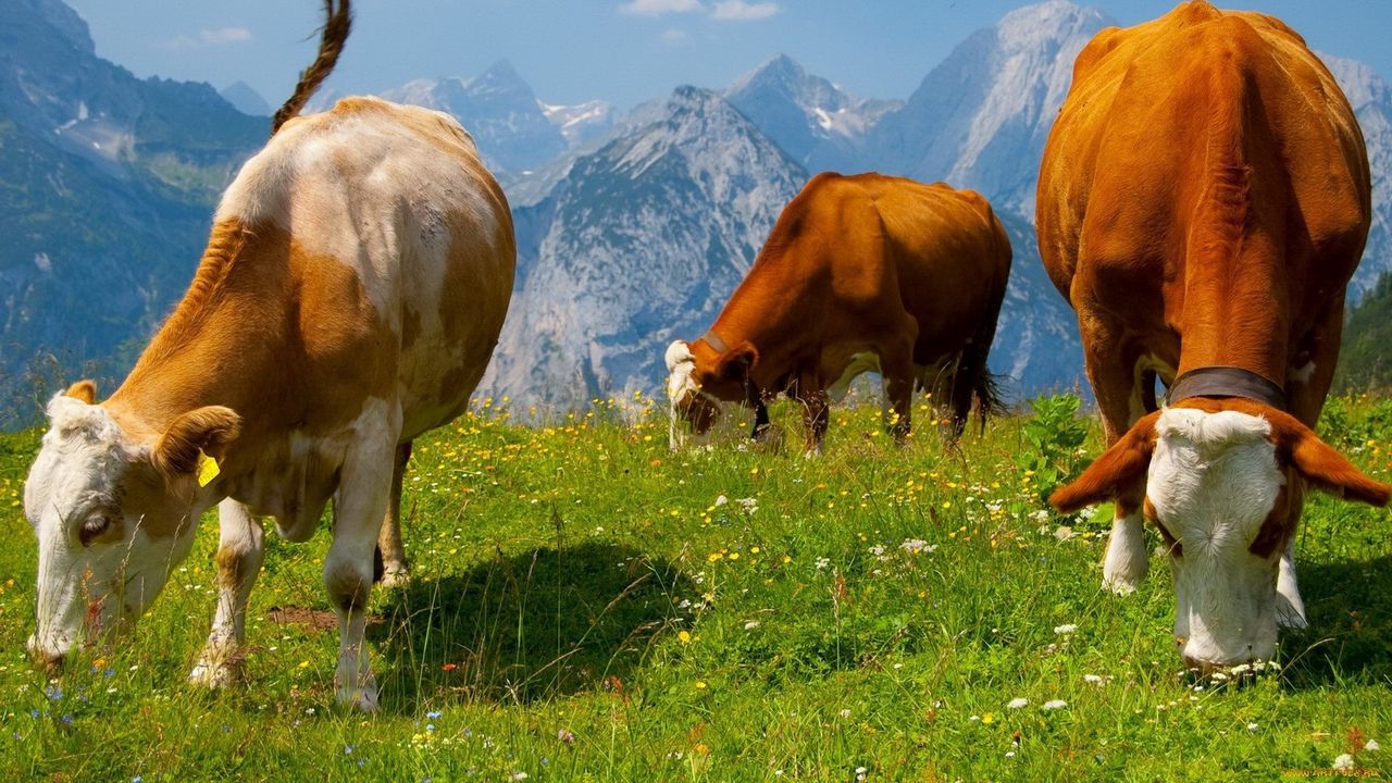Wallpaper cows, graze, grass, food