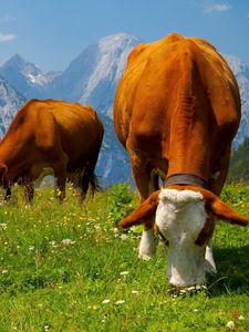 Preview wallpaper cows, graze, grass, food