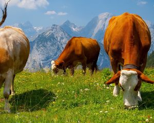 Preview wallpaper cows, graze, grass, food