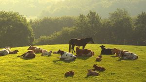 Preview wallpaper cows, horses, grass, night, trees, lie down, herd