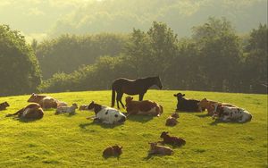Preview wallpaper cows, horses, grass, night, trees, lie down, herd