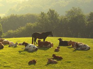 Preview wallpaper cows, horses, grass, night, trees, lie down, herd