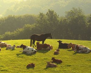 Preview wallpaper cows, horses, grass, night, trees, lie down, herd