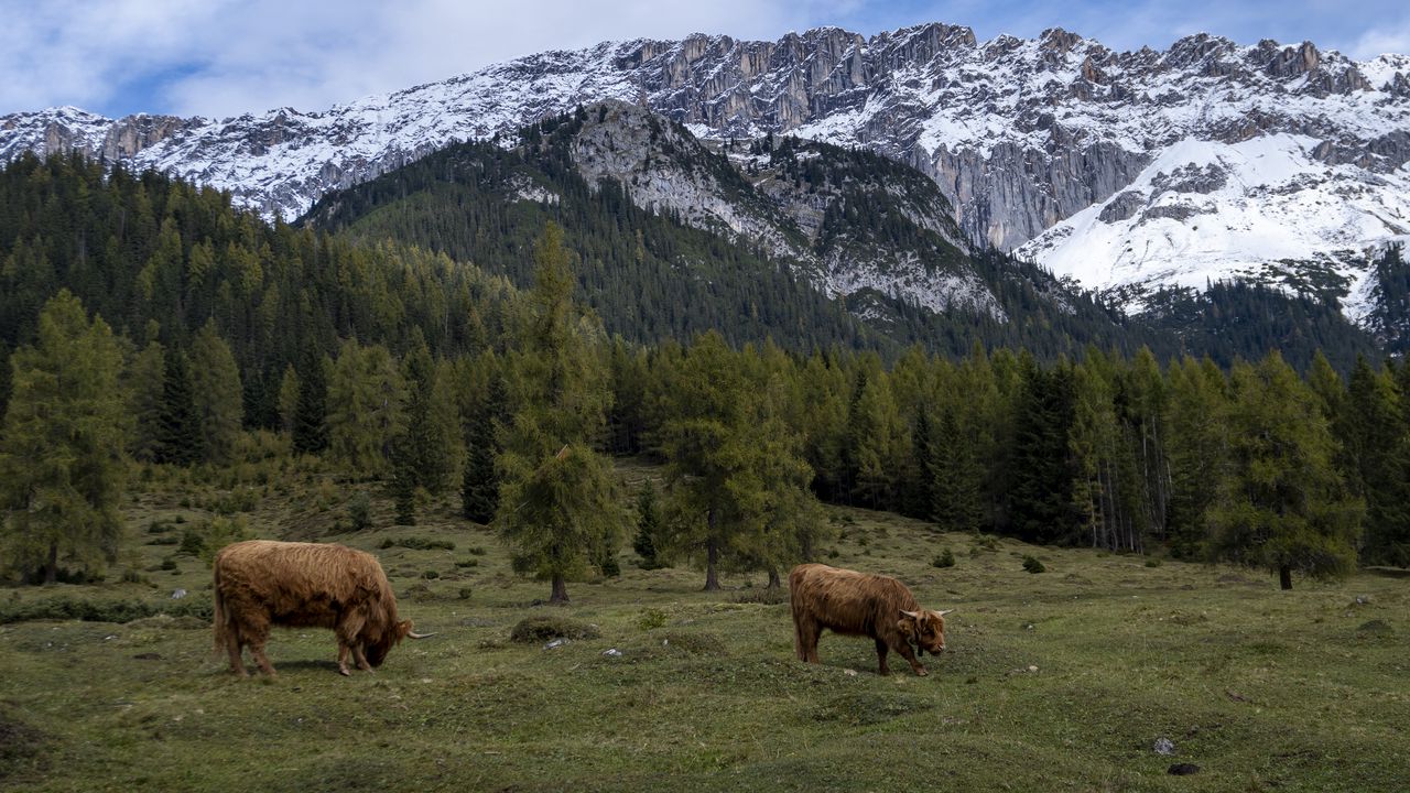 Wallpaper cows, meadow, trees, mountains, snow