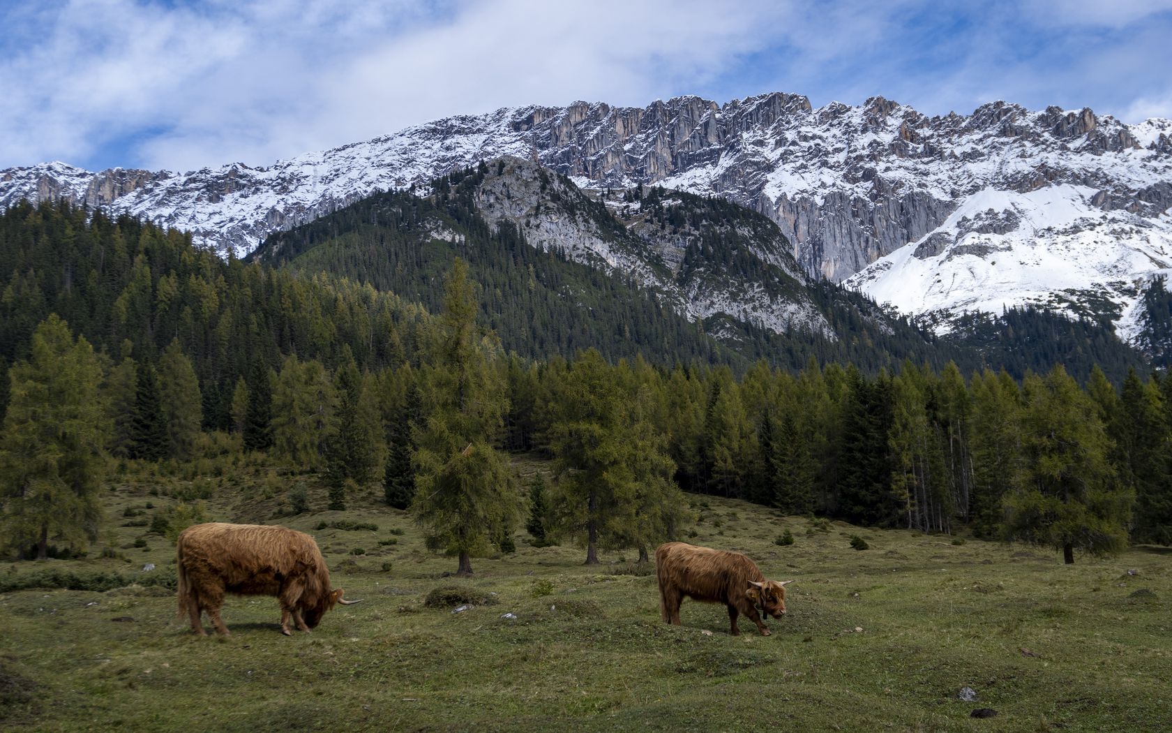 1680x1050 Wallpaper cows, meadow, trees, mountains, snow