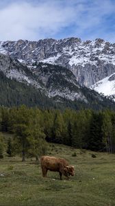 Preview wallpaper cows, meadow, trees, mountains, snow