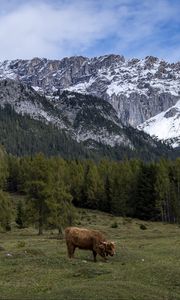 Preview wallpaper cows, meadow, trees, mountains, snow