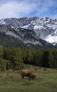 Preview wallpaper cows, meadow, trees, mountains, snow