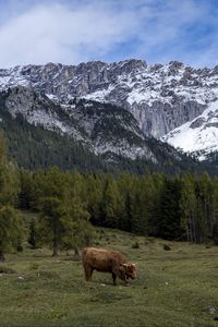 Preview wallpaper cows, meadow, trees, mountains, snow