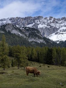 Preview wallpaper cows, meadow, trees, mountains, snow