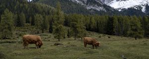 Preview wallpaper cows, meadow, trees, mountains, snow