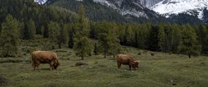 Preview wallpaper cows, meadow, trees, mountains, snow