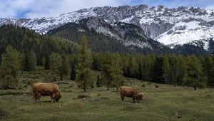 Preview wallpaper cows, meadow, trees, mountains, snow