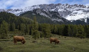 Preview wallpaper cows, meadow, trees, mountains, snow