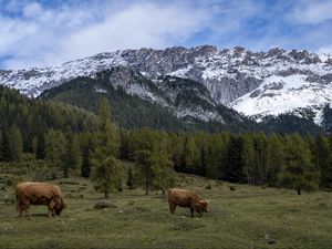 Preview wallpaper cows, meadow, trees, mountains, snow