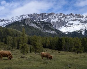 Preview wallpaper cows, meadow, trees, mountains, snow