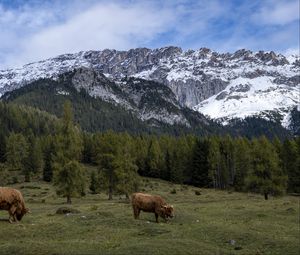 Preview wallpaper cows, meadow, trees, mountains, snow