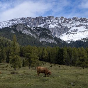 Preview wallpaper cows, meadow, trees, mountains, snow