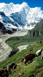 Preview wallpaper cows, mountains, pasture, slope, grass