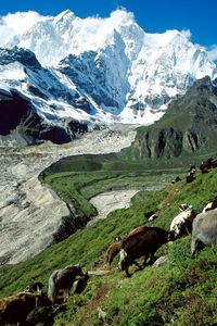 Preview wallpaper cows, mountains, pasture, slope, grass