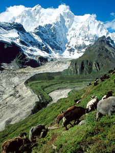 Preview wallpaper cows, mountains, pasture, slope, grass