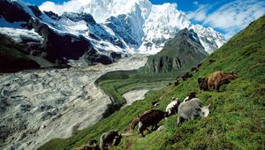 Preview wallpaper cows, mountains, pasture, slope, grass