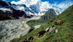 Preview wallpaper cows, mountains, pasture, slope, grass