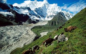 Preview wallpaper cows, mountains, pasture, slope, grass