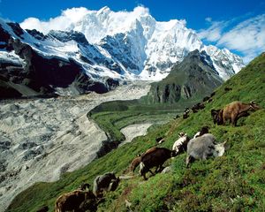 Preview wallpaper cows, mountains, pasture, slope, grass