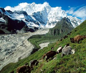 Preview wallpaper cows, mountains, pasture, slope, grass