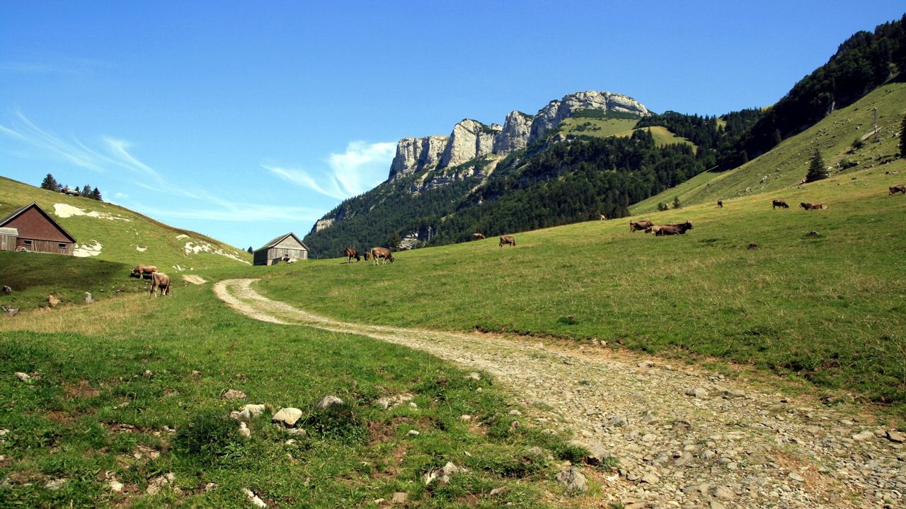 Wallpaper cows, mountains, sky, grass