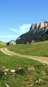 Preview wallpaper cows, mountains, sky, grass