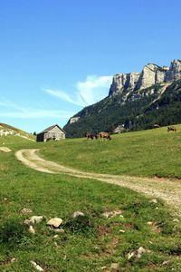 Preview wallpaper cows, mountains, sky, grass