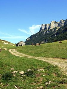 Preview wallpaper cows, mountains, sky, grass