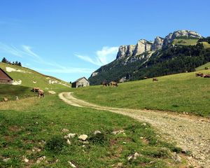 Preview wallpaper cows, mountains, sky, grass