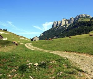 Preview wallpaper cows, mountains, sky, grass