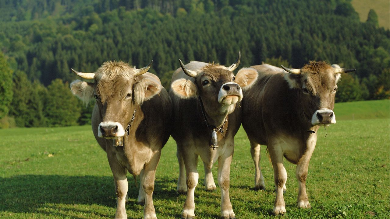 Wallpaper cows, three, bells, lawn