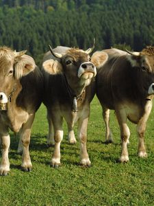Preview wallpaper cows, three, bells, lawn