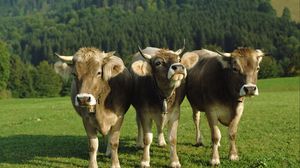 Preview wallpaper cows, three, bells, lawn