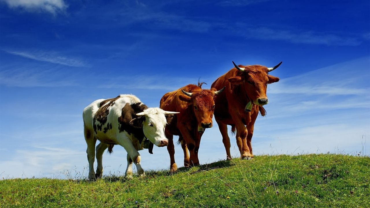Wallpaper cows, three, elevation, summer, grazing, grass