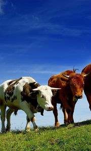 Preview wallpaper cows, three, elevation, summer, grazing, grass