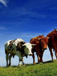Preview wallpaper cows, three, elevation, summer, grazing, grass