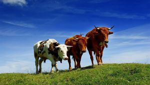 Preview wallpaper cows, three, elevation, summer, grazing, grass